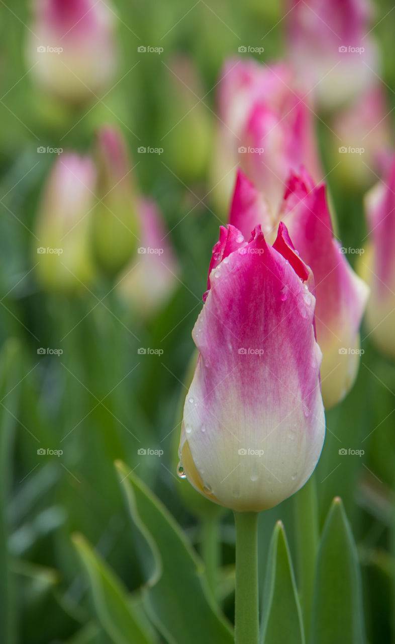 Tulips and water droplets 