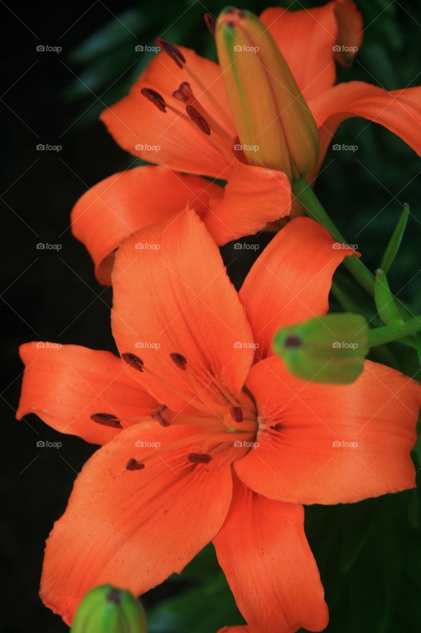 Flowers, Lilly, orange 