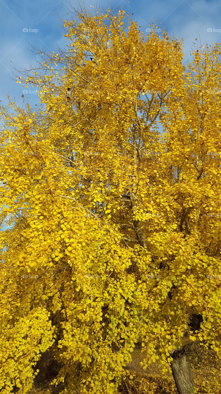 Autumn - yellow tree - gul höst träd