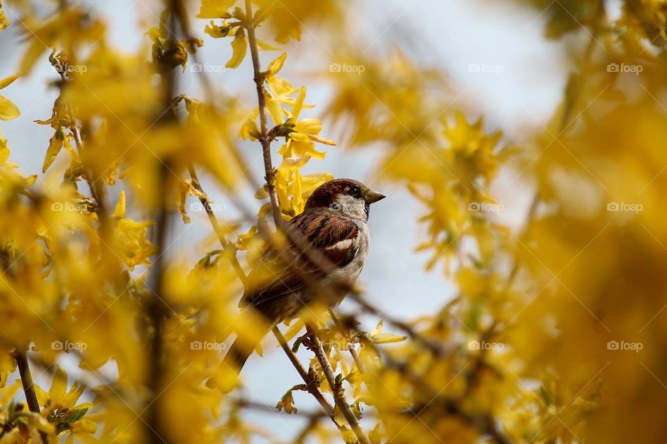 A sparrow at the yellow blooming branch
