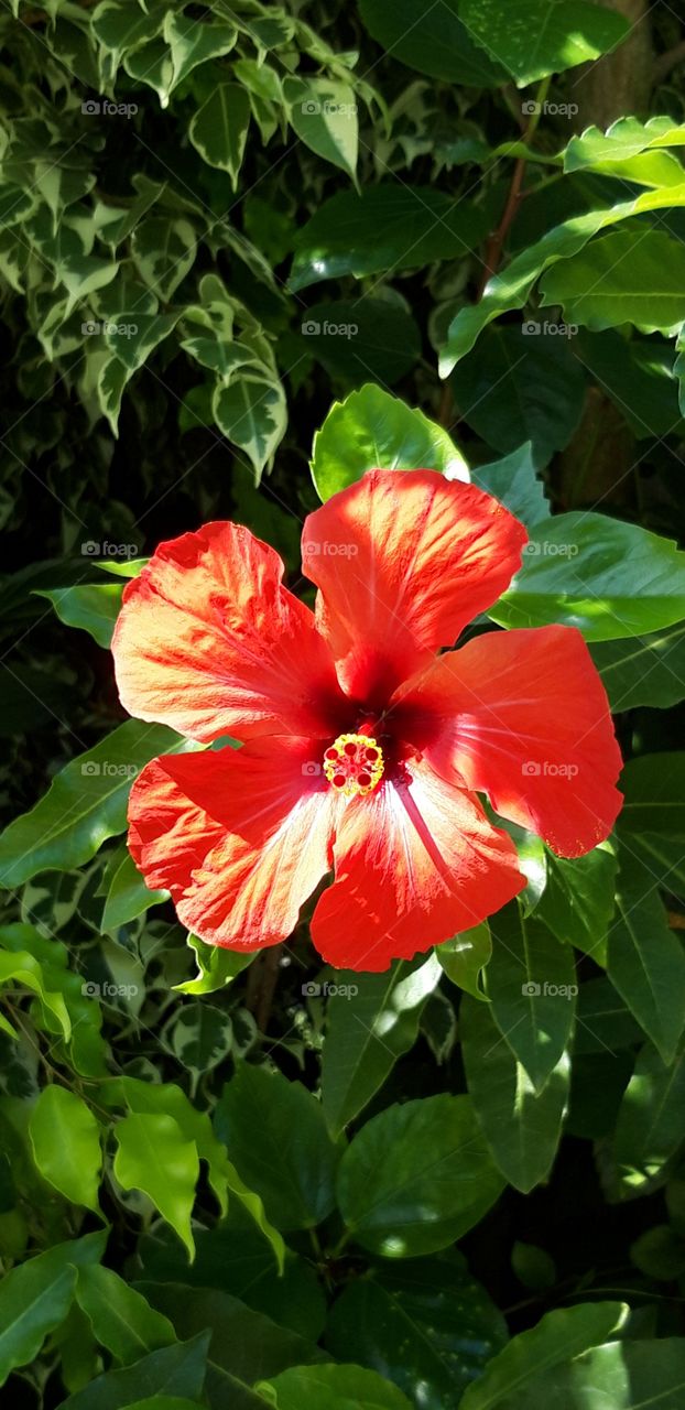 Hobiscus in a Portuguese garden
