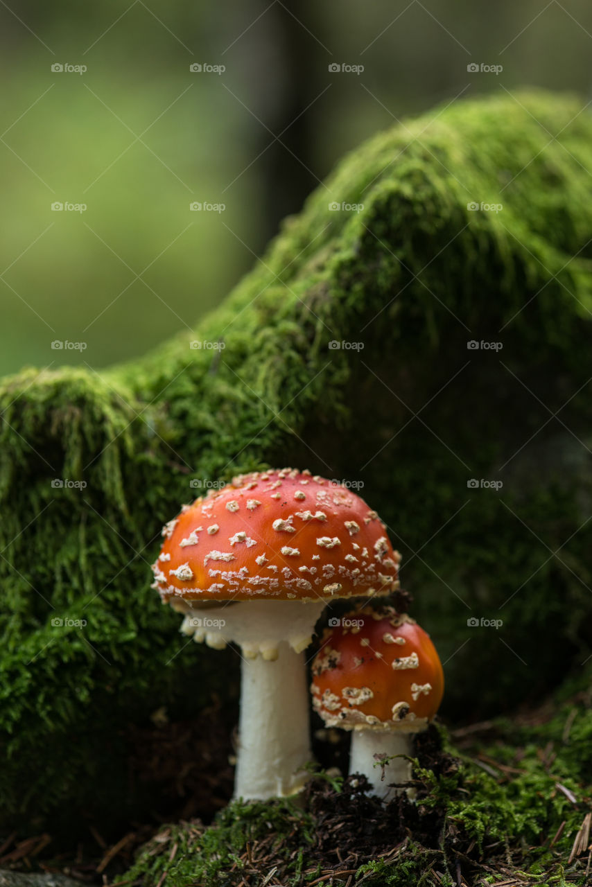 Agaric mushroom growing