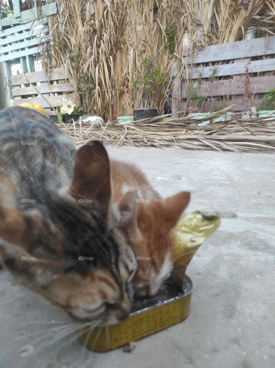 The cat eats sardines