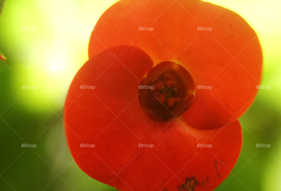 Red bloosom of milimetres flower. Completely red bloosom petals which category of pots garden flower. So tiny flower, and bushes category of plant. More than looking for cacctoos model role.