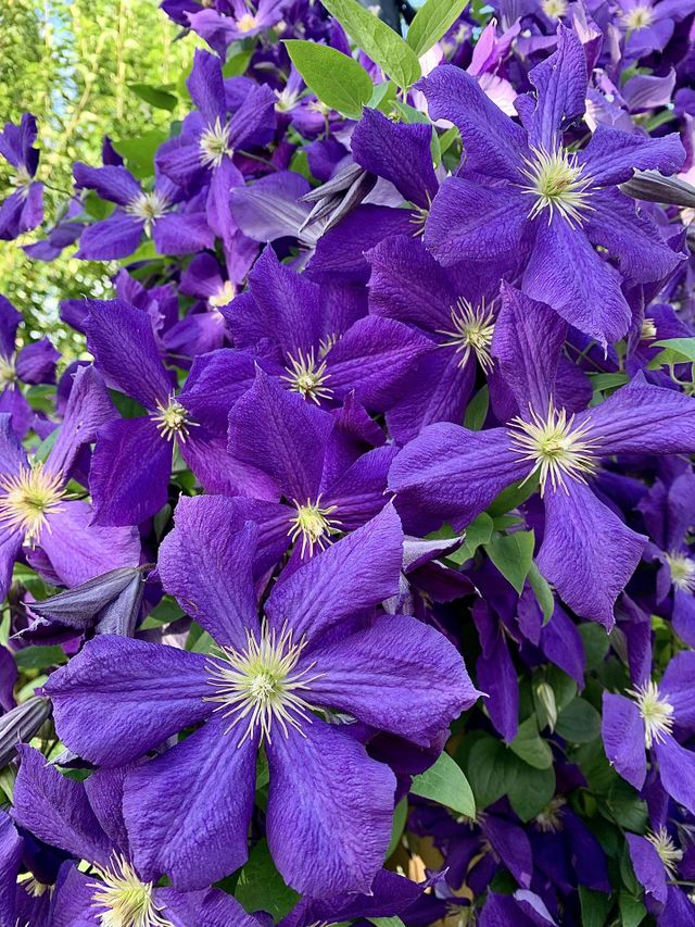 Amazing flowers 