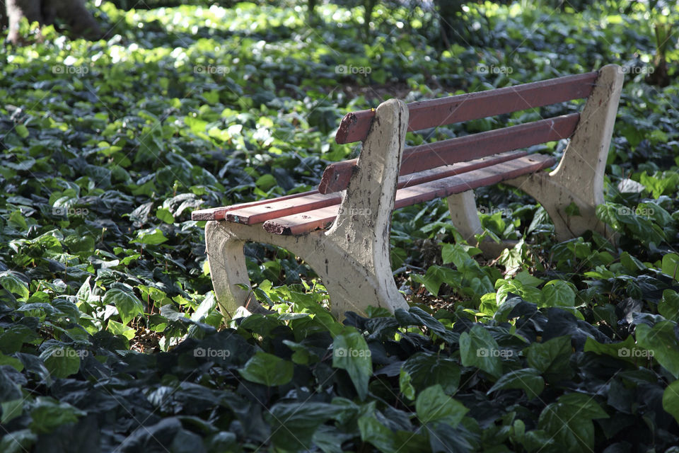 plants nature wood colors by king