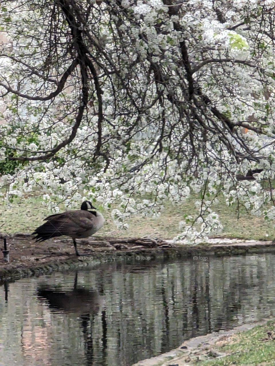 #Chilling At The Pond #R&R