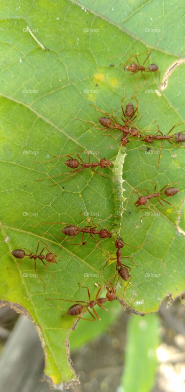 red ants eat caterpillar