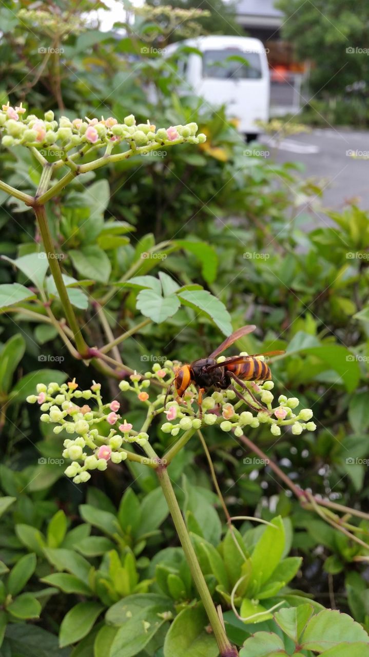 The hornet which attracts honey