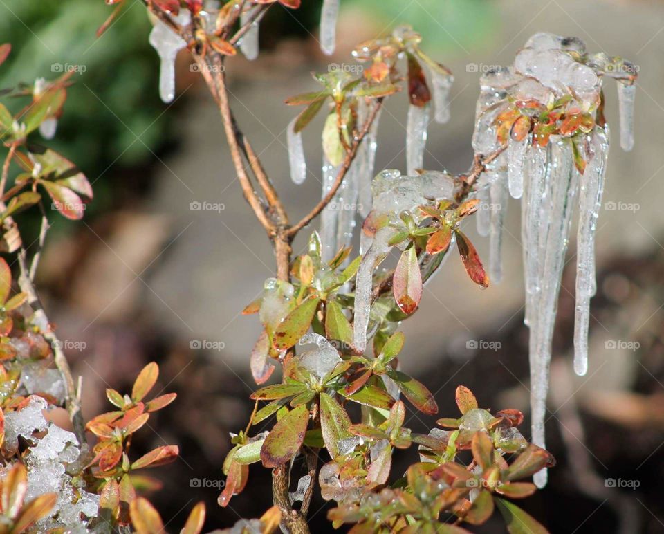 Close-up of snow frozen on plant