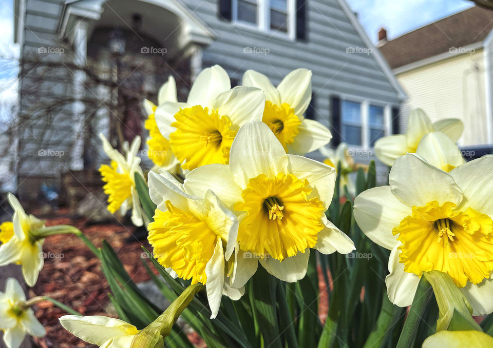 Daffodils in front of my house... 