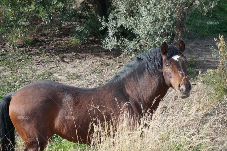 Horse#animal#pet#farm