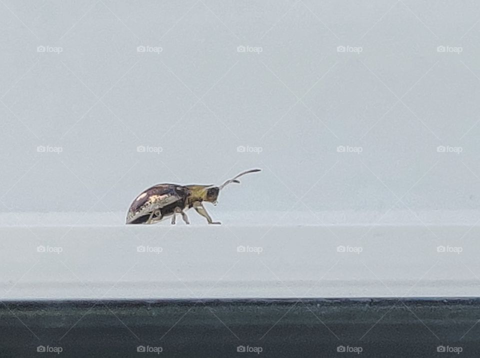 Little beetle guest outside the window