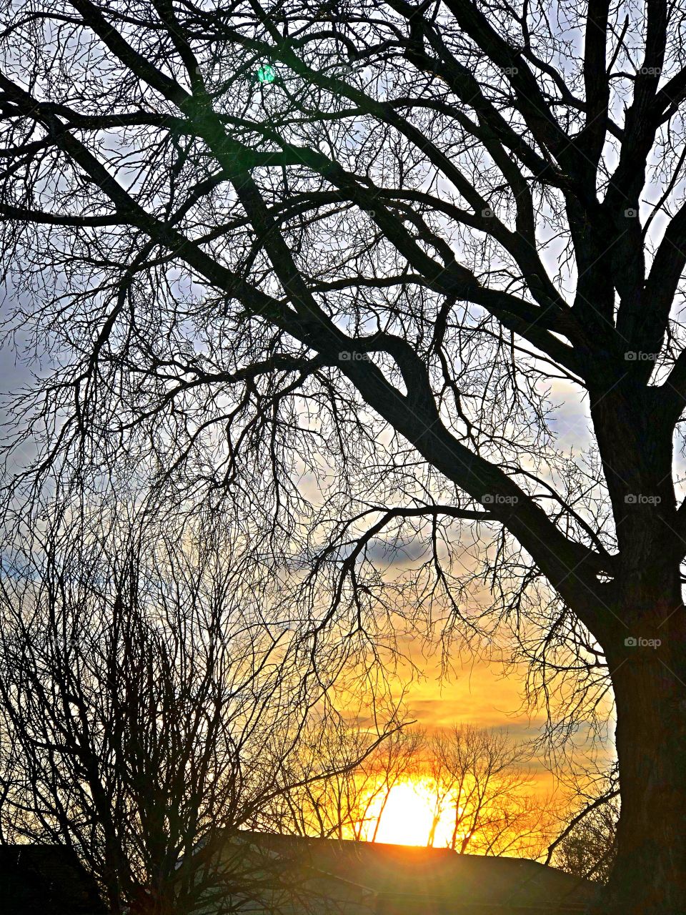 Sun going down;Tree ,and sky