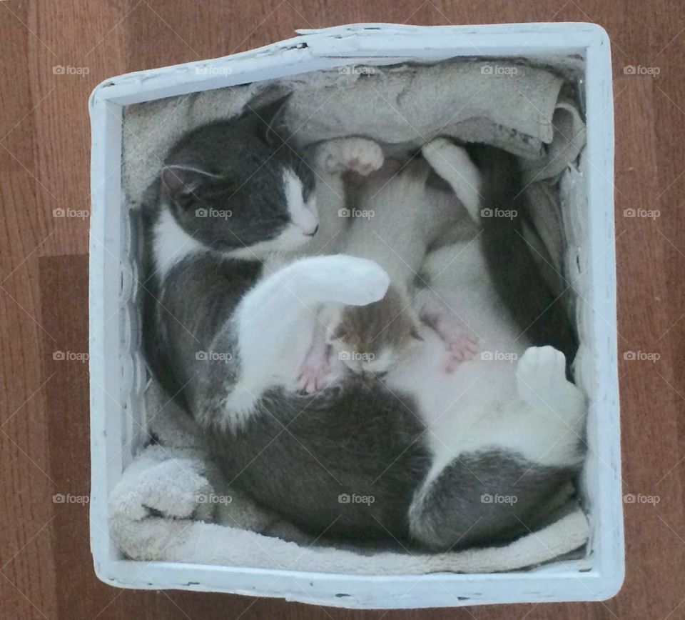 Mother cat with newborn kitten