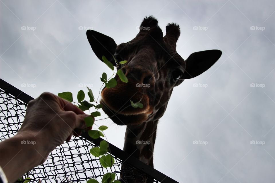 Photowalk Copenhagen Zoo