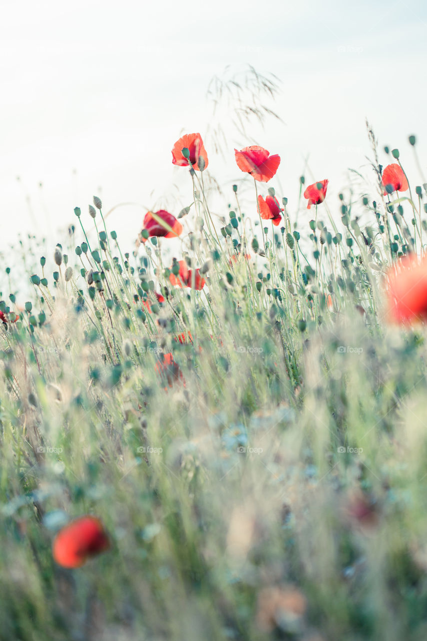 Poppies flowers and other plants in the field. Flowery meadow flooded by sunlight in the summer