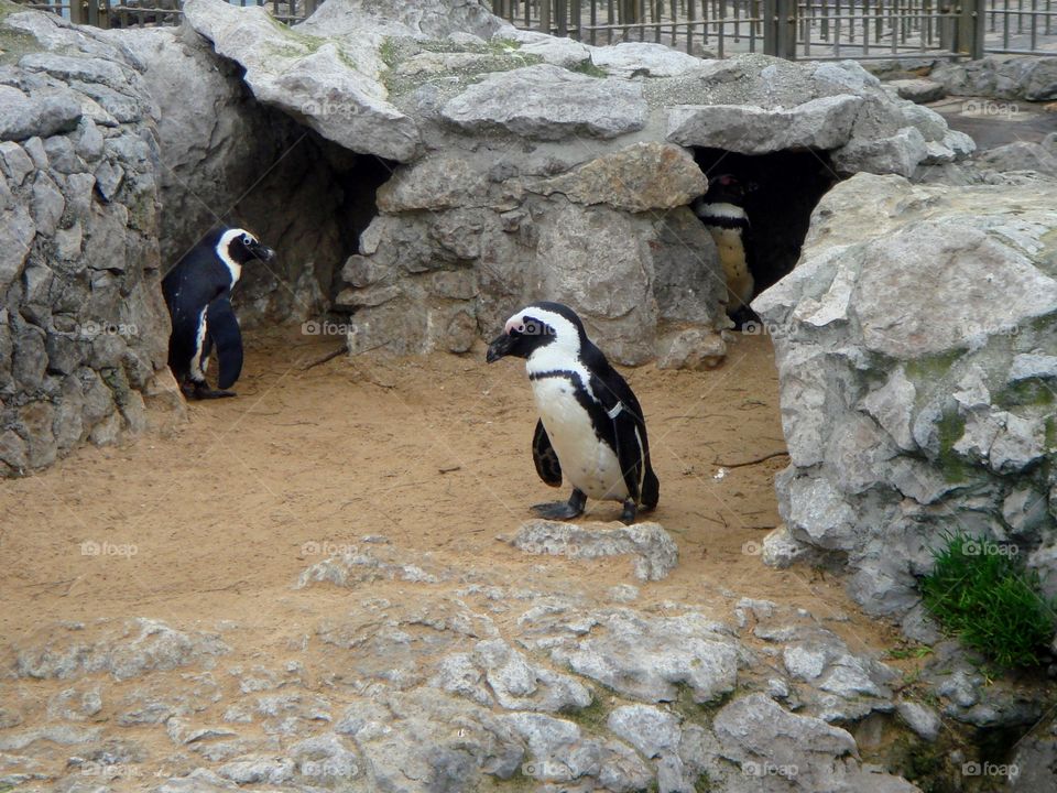 two penguins in a zoo