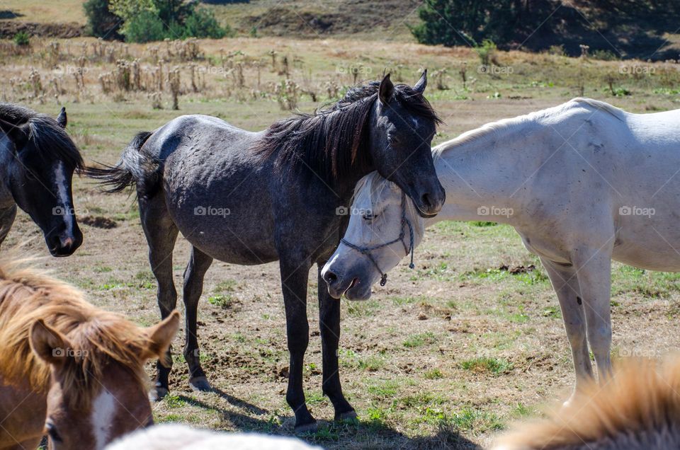 Tenderness Series:Pets