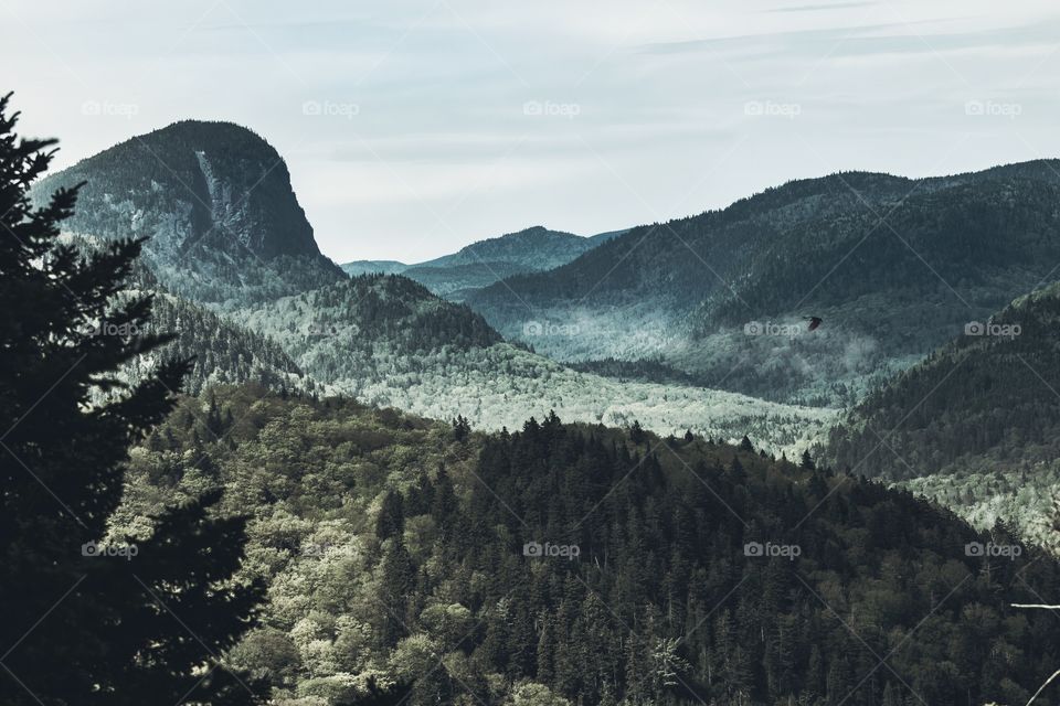 Trees growing on mountains foggy weather