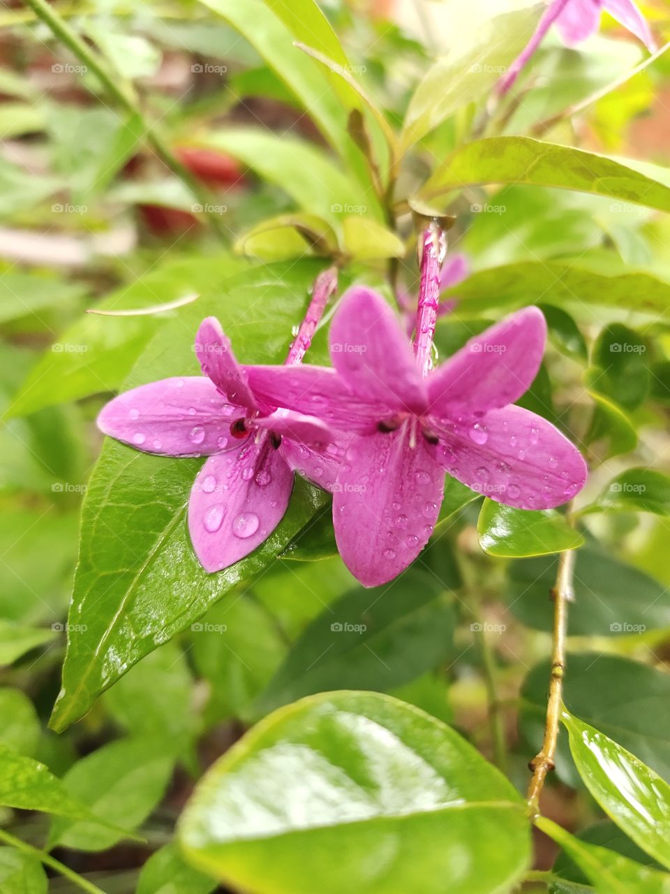 Purple Flowers 🌺🌺
Barleria Cristata Plant
Ocean drops💦💦💦
Natural Beauty