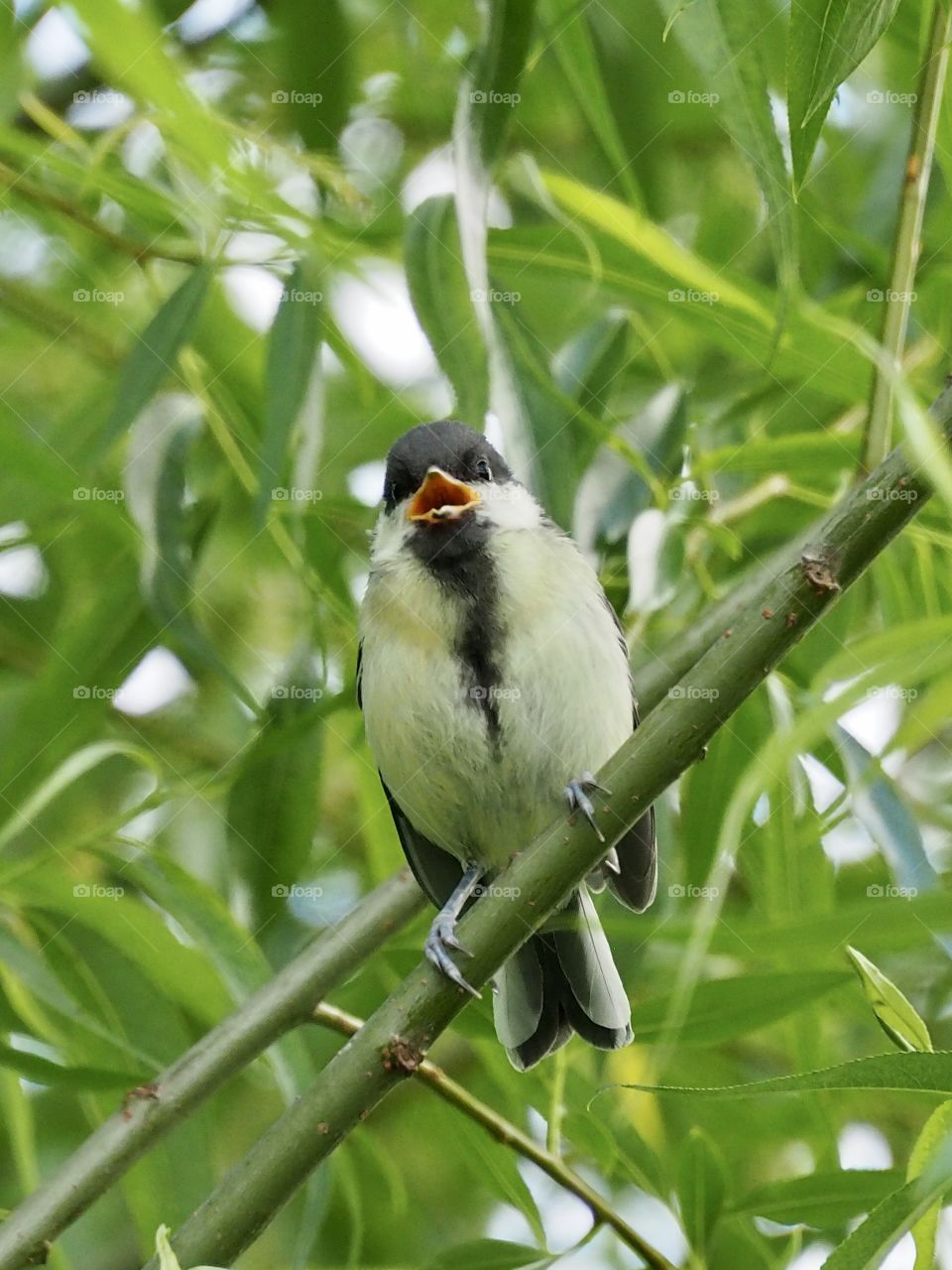 Tit youngster
