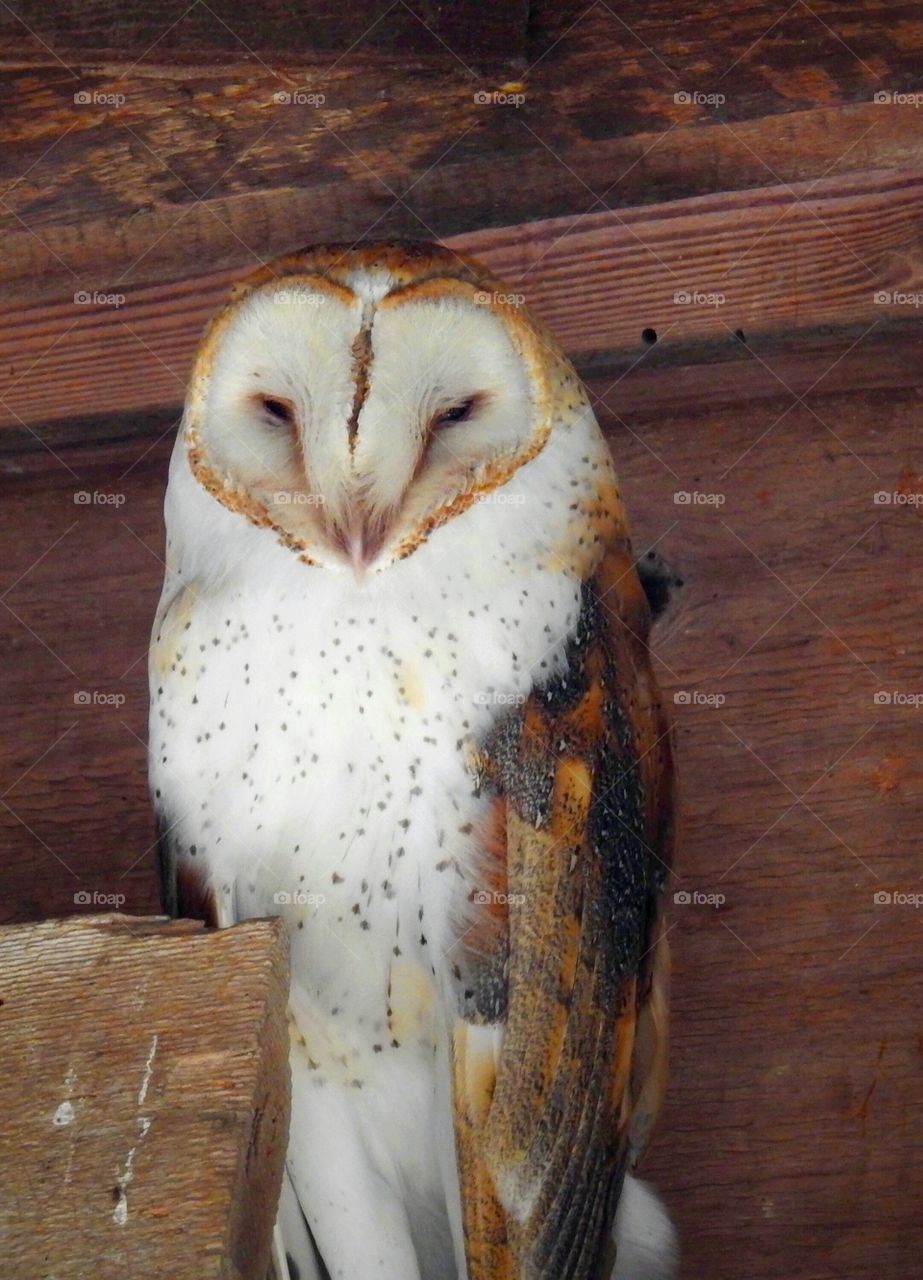 Portrait of a barn owl