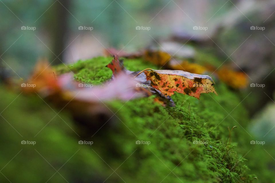 Orange and yellow leaf on a mossy trunk