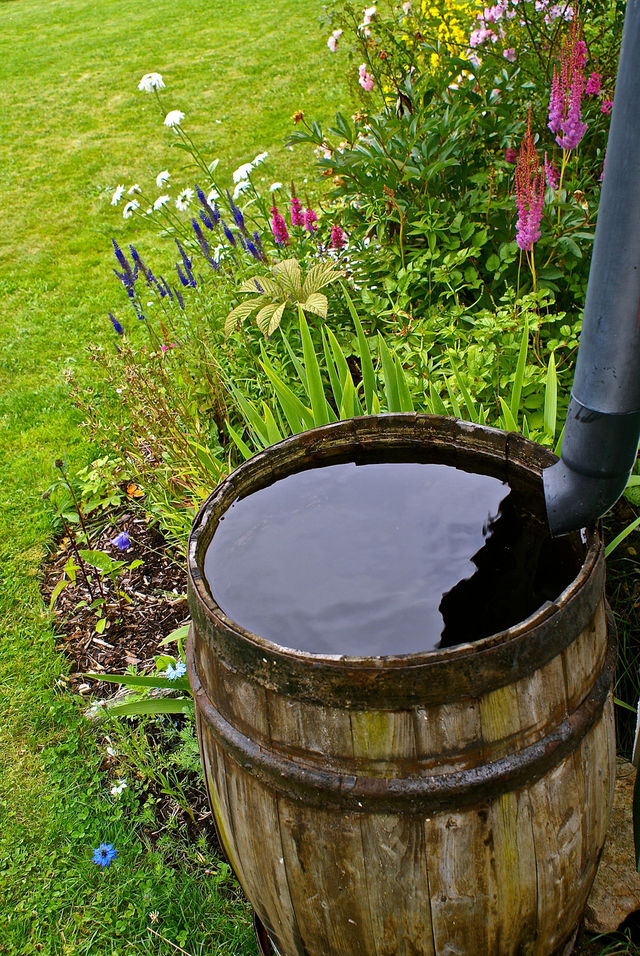 water barrel flowers lawn