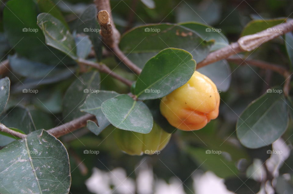 Surinam Cherry Tree
