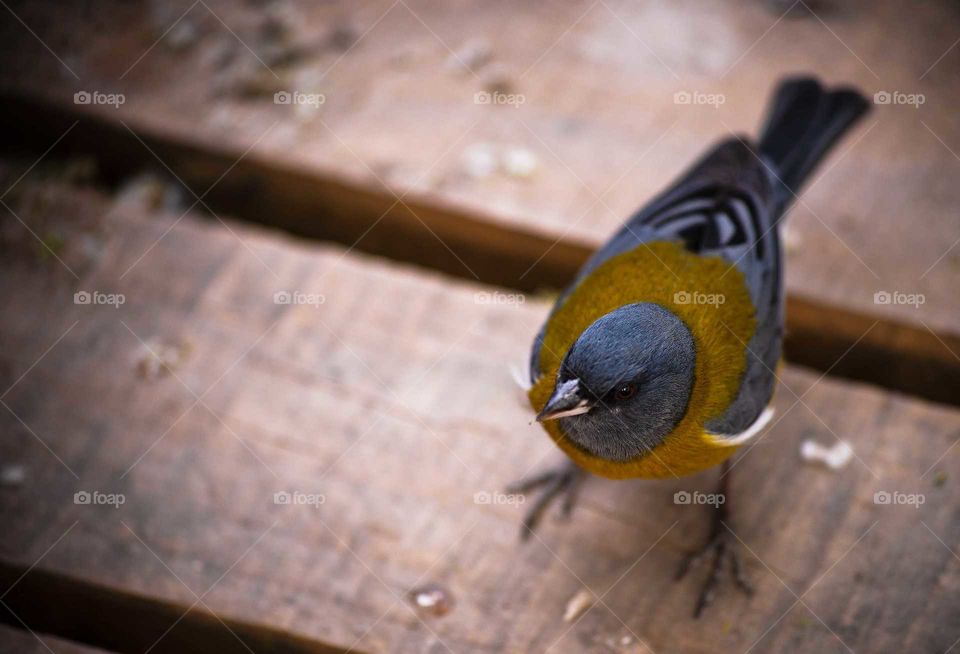 bird standing on wooden floor