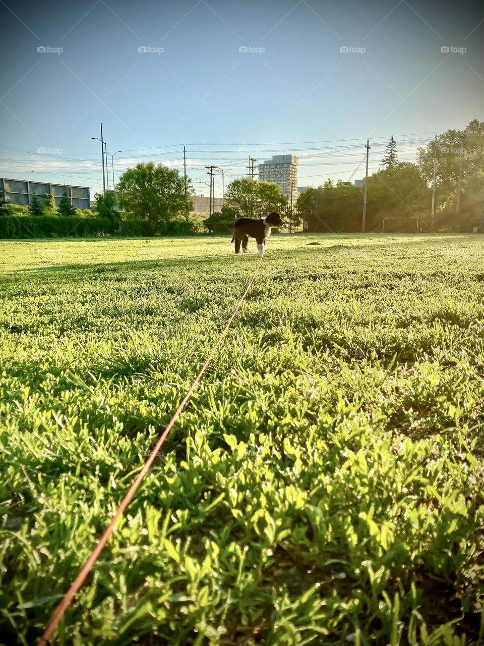 Long leash at the park.