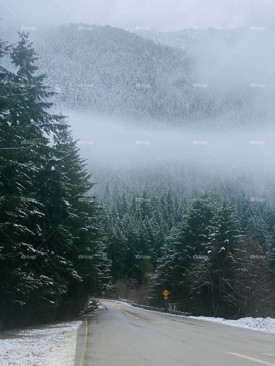 Mountain trees in December 