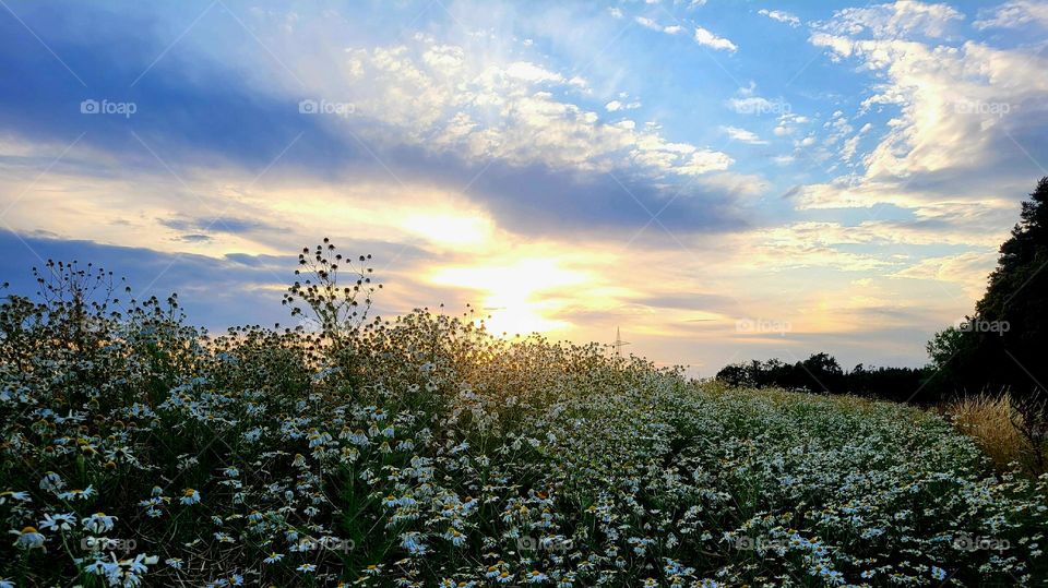 Abends auf der Wiese  mit Kamille