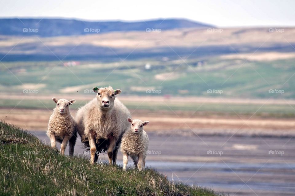 A ewe and her two lambs looking curiously on. Taken in Thorsmork National Park, Iceland.