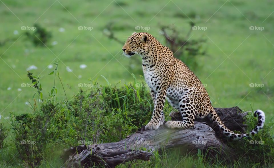 Leopard from Masai mara