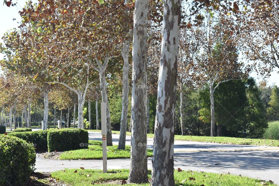 Fall in Florida, an oasis of changing colors in an office park in the middle of town. The color changes are more subtle than in other places, but they are there. 