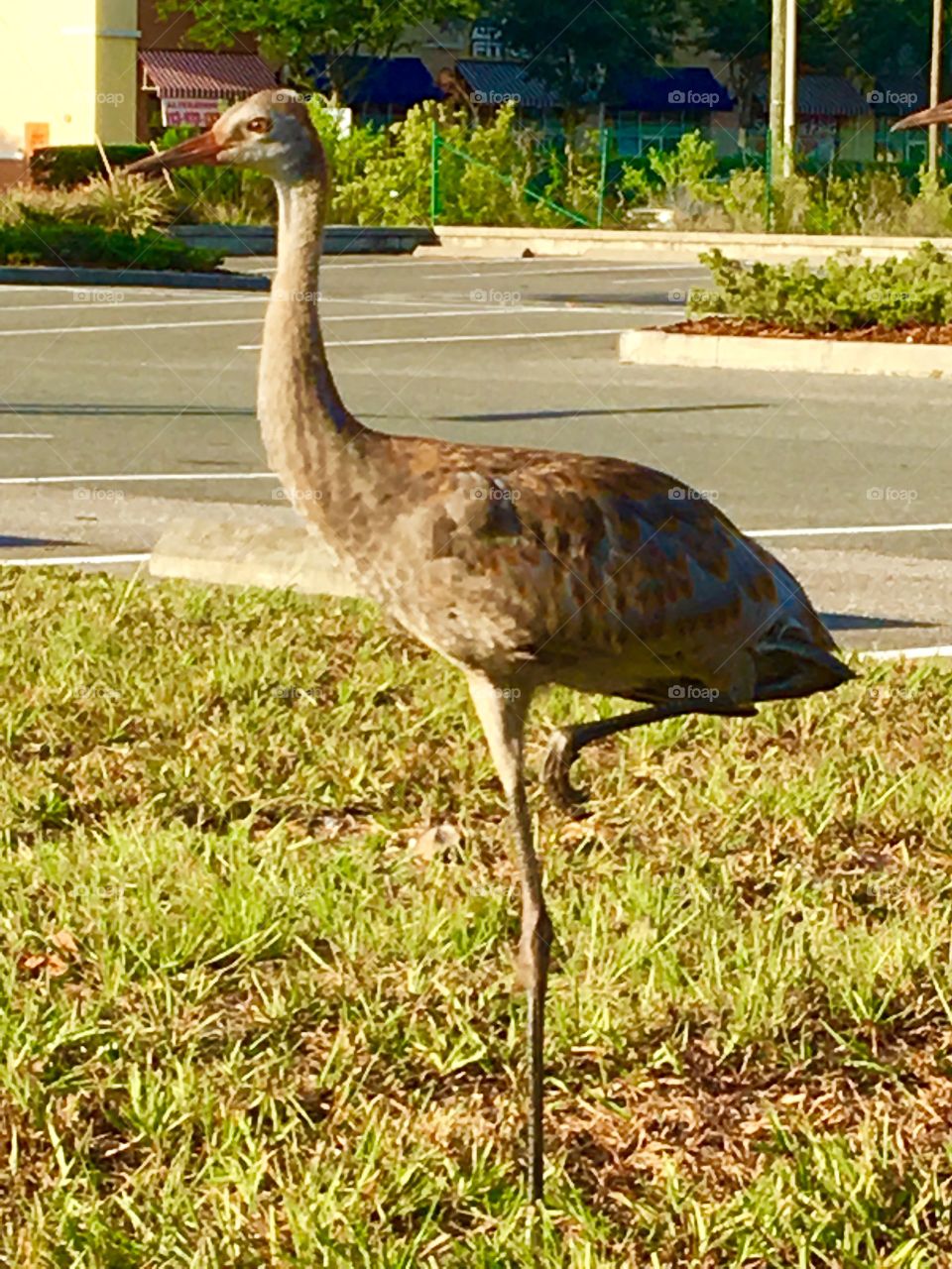 Young Sandhill Crane (just now). 