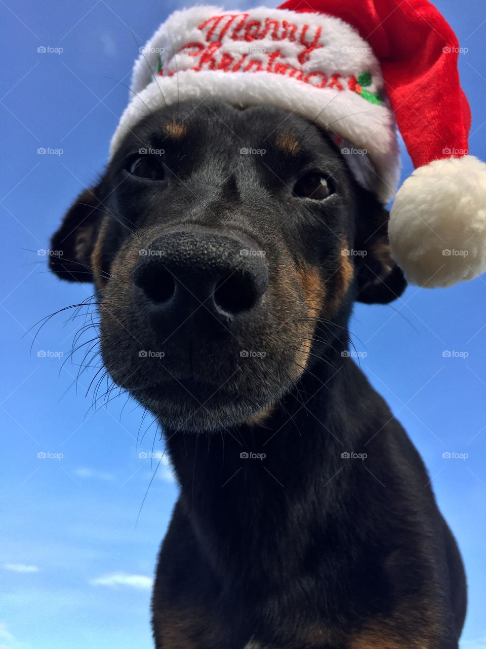 Dog wearing Santa hat.