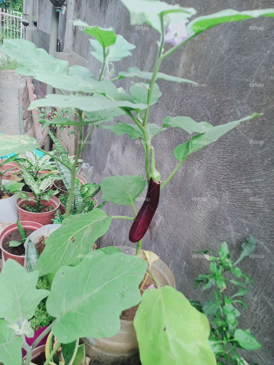 Earth Day is an annual event to demonstrate support for environmental protection and sustainable practices by this we learn to invest in our planet. Backyard Gardening