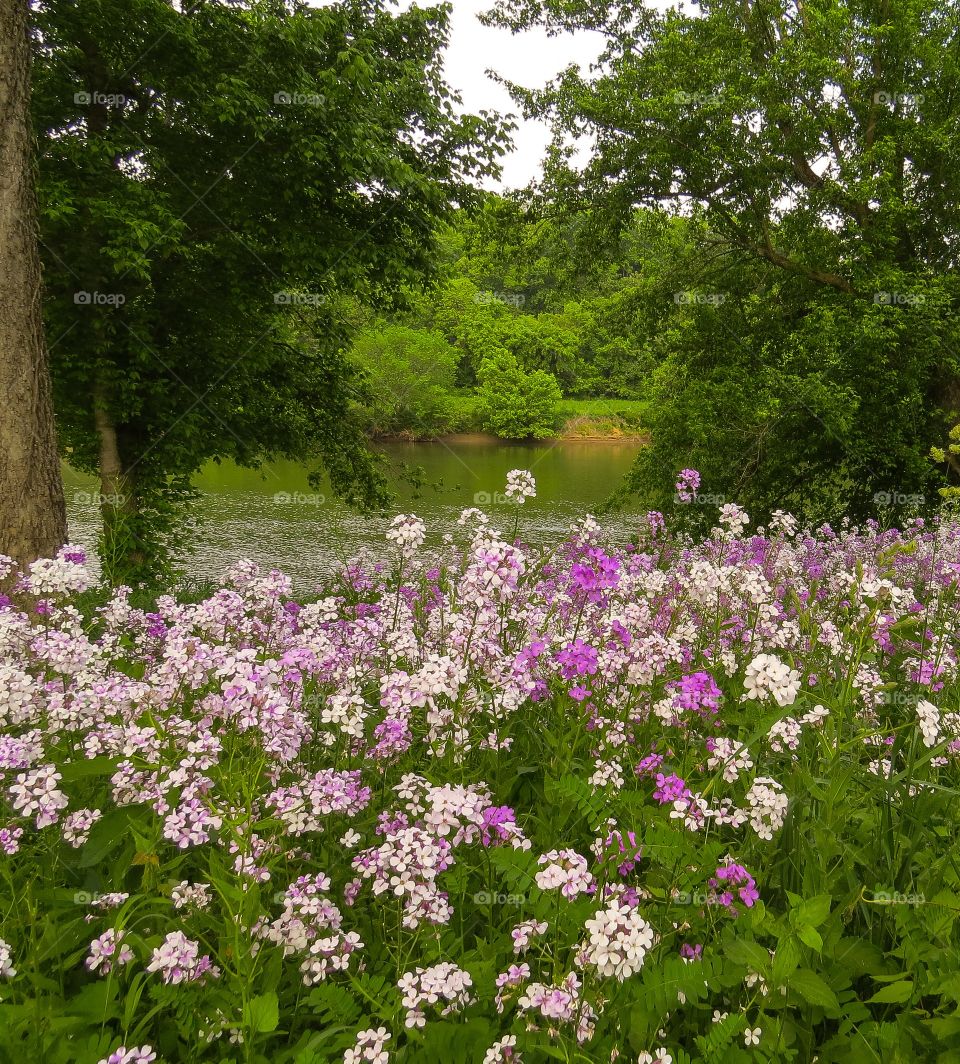 Wildflowers