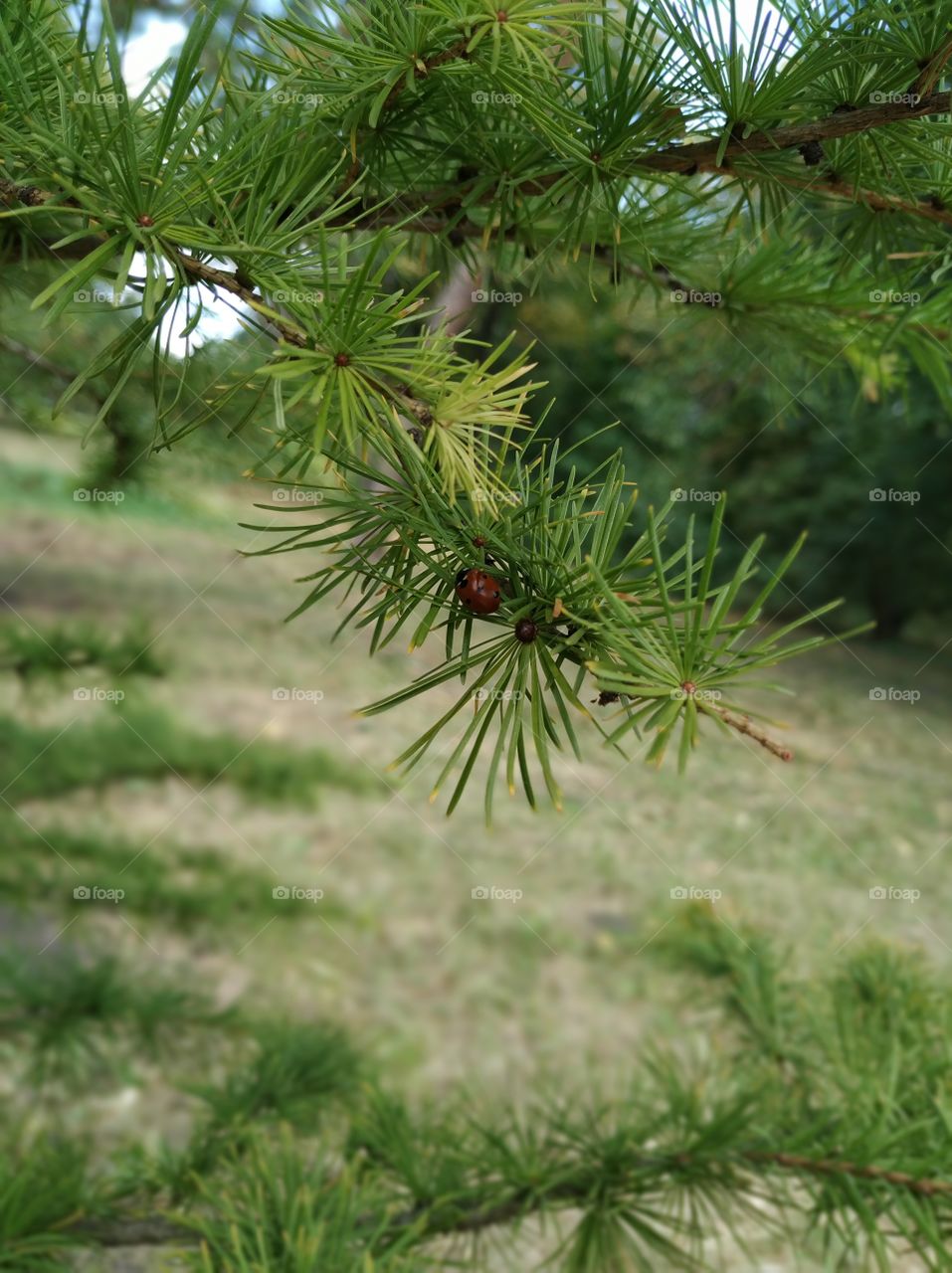 The ladybird on the tree