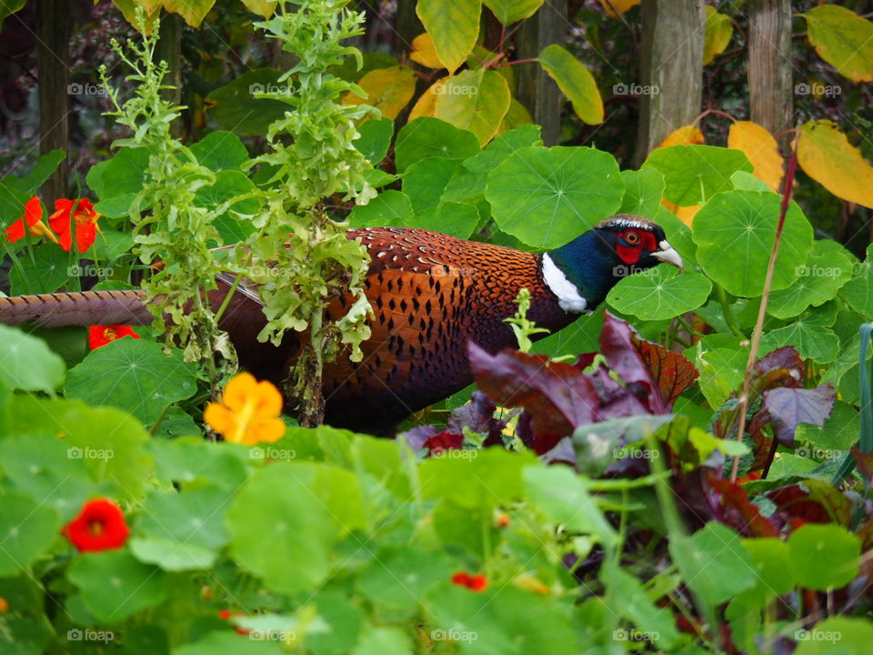 Trick or Treat? I think this cutie prefer all the treats it can find in this garden ❤