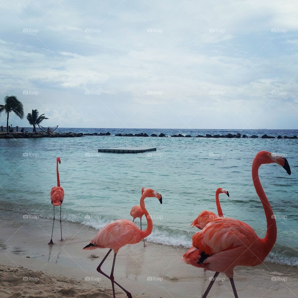 Flamingo Beach Aruba. every beauty is in Aruba
