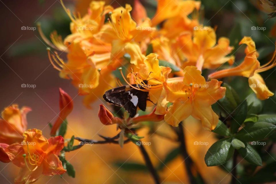 Azalea bee