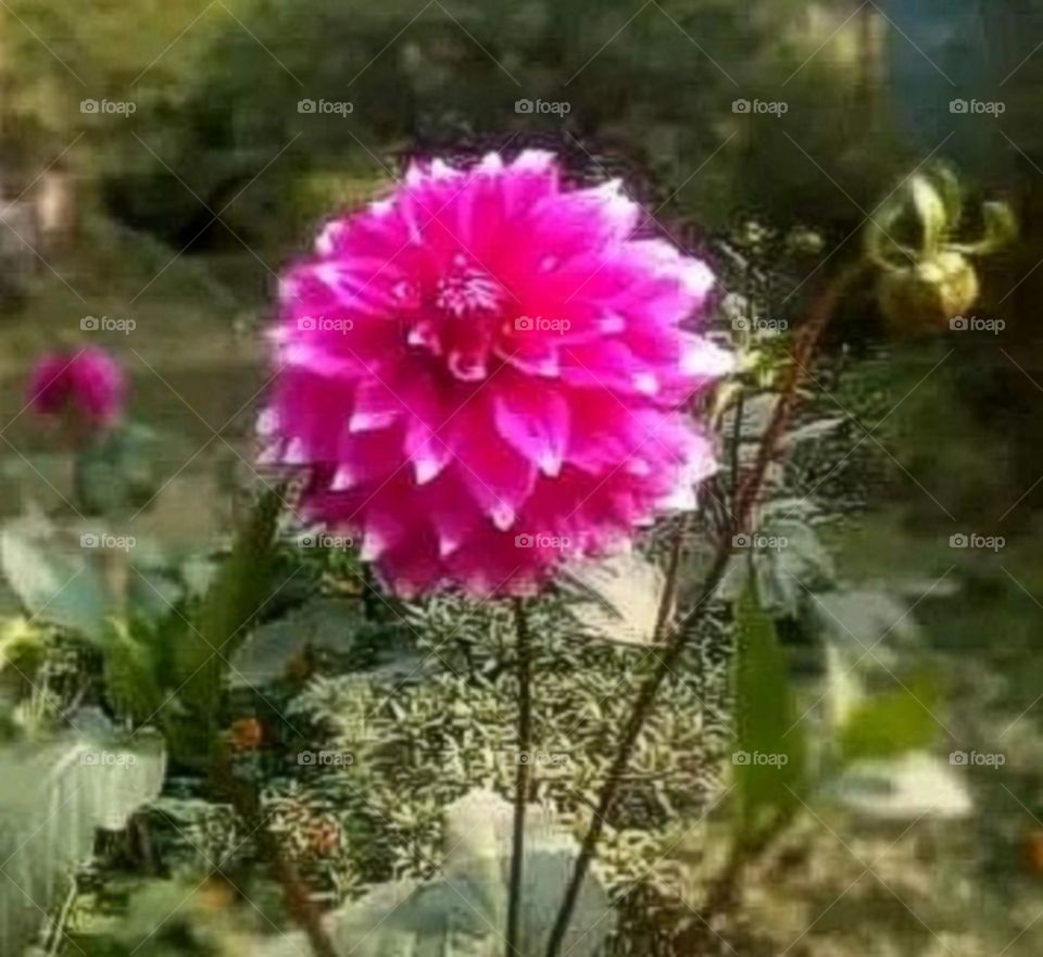 most beautiful and attractive flowers in the garden.