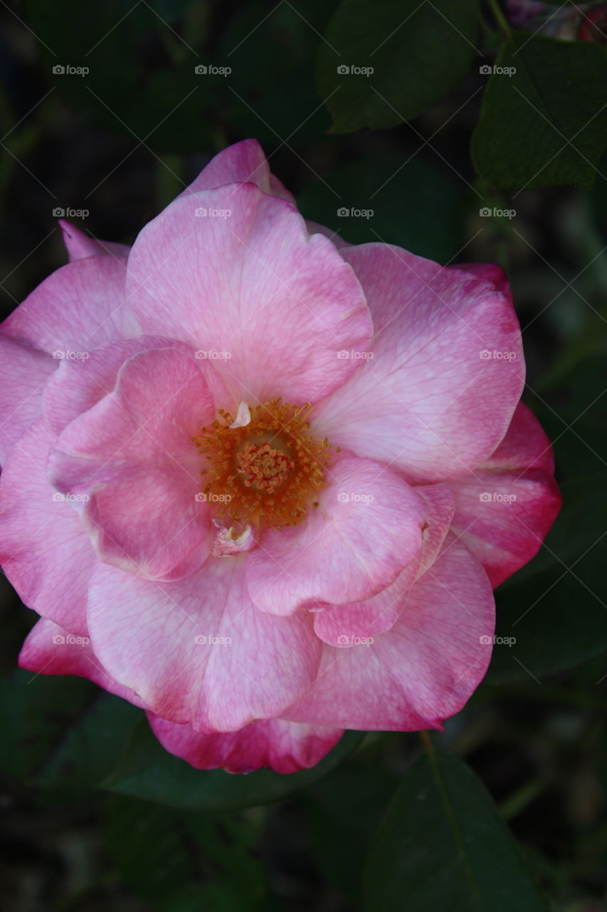 Flower Carpet Pink Rose (also known as Pink Fairy Rose); Iridescent pink blooms surrounded by rich green foliage 