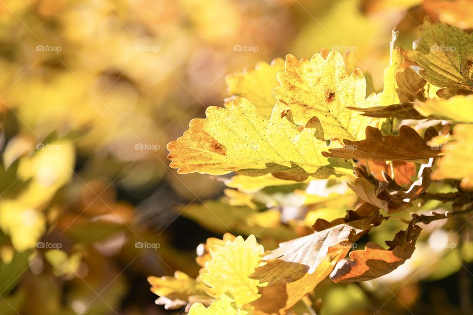 Beautiful oak tree leaves changing colors to yellow and orange in the fall, shot in bright sunlight 