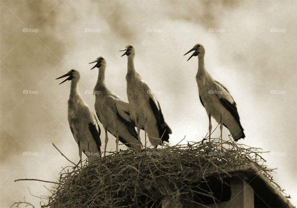 Young storks