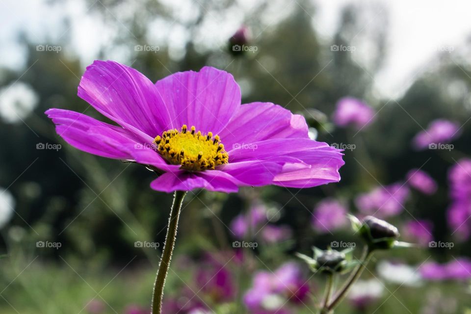 Purple flower